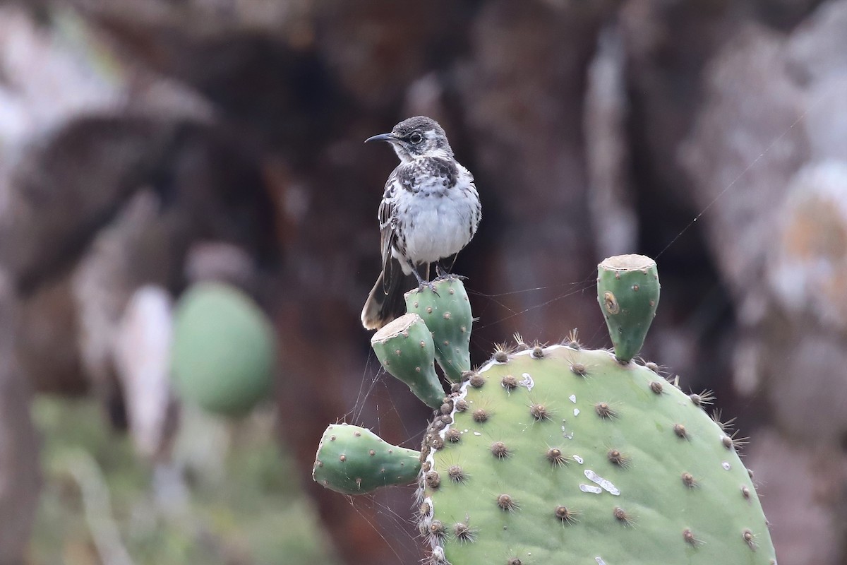 Floreana Mockingbird - ML638987582