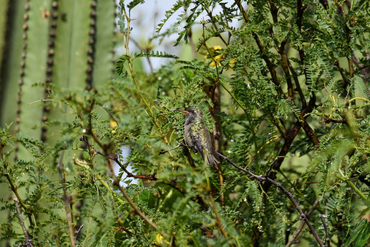 Dusky Hummingbird - ML638987590