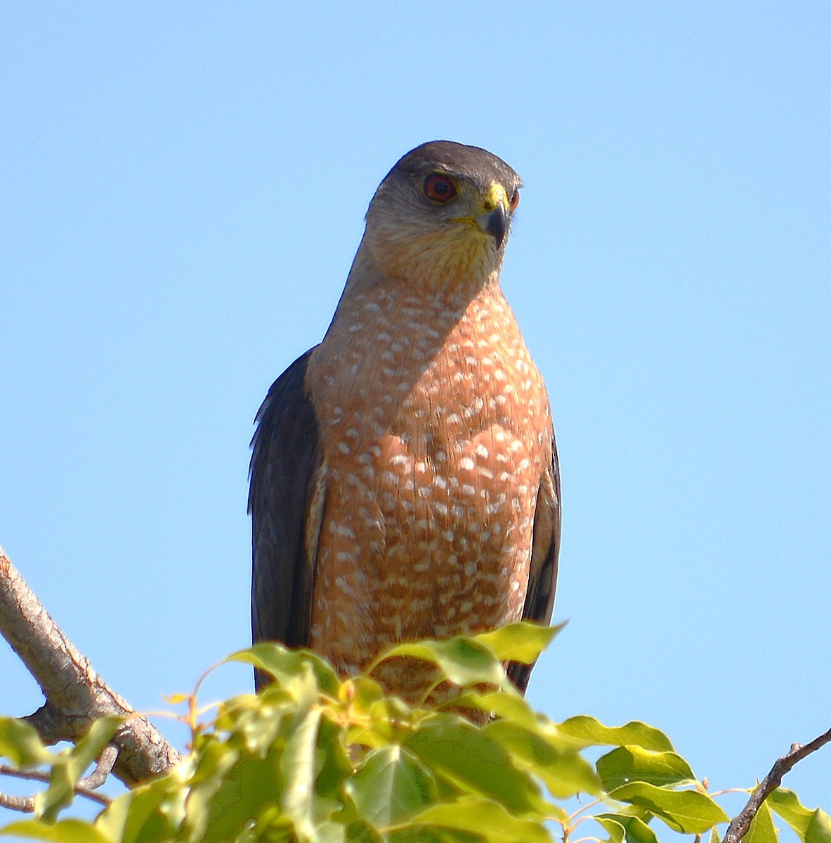 jestřáb americký - ML638987646