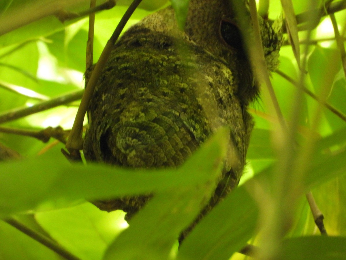 Everett's Scops-Owl - ML638987648