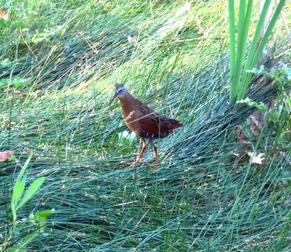 Virginia Rail - ML638987656