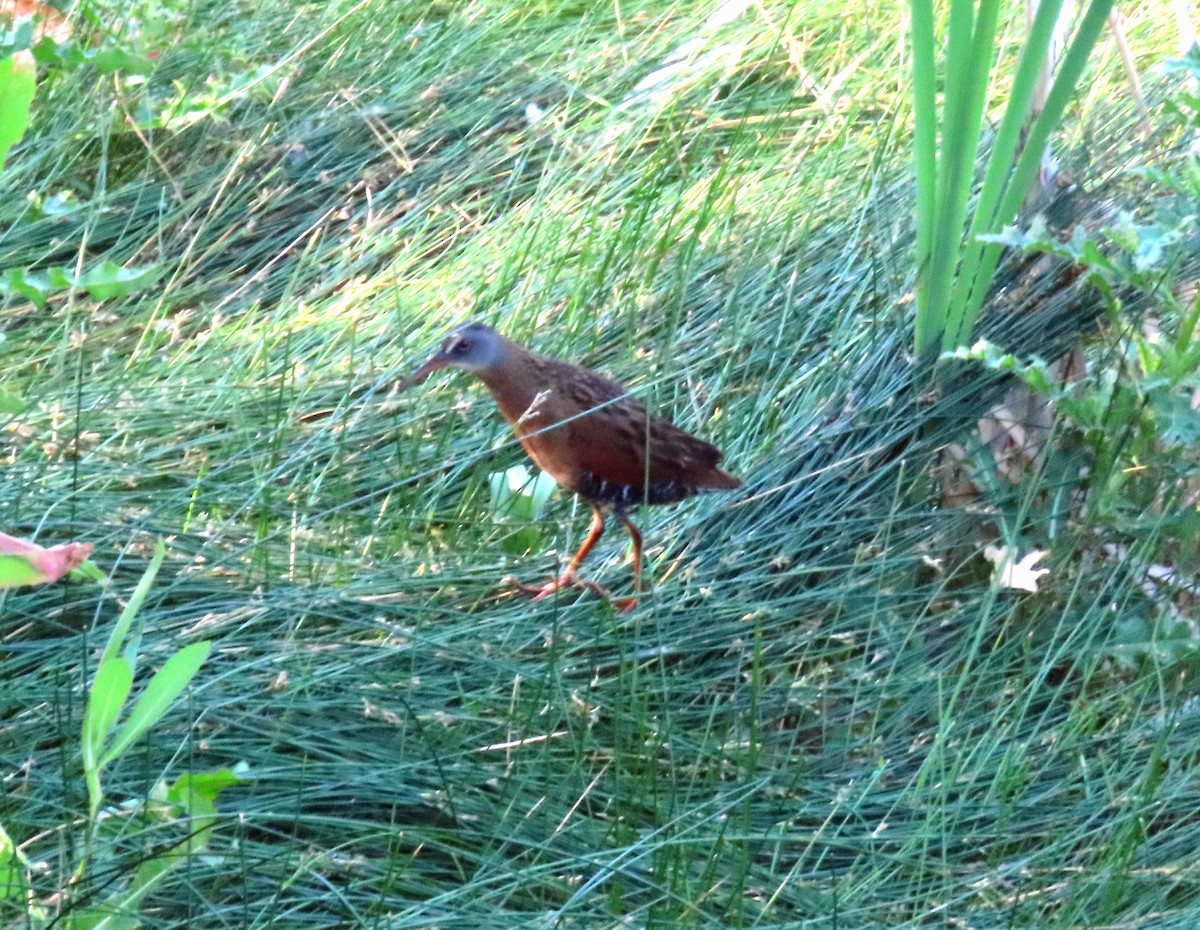 Virginia Rail - ML638987657