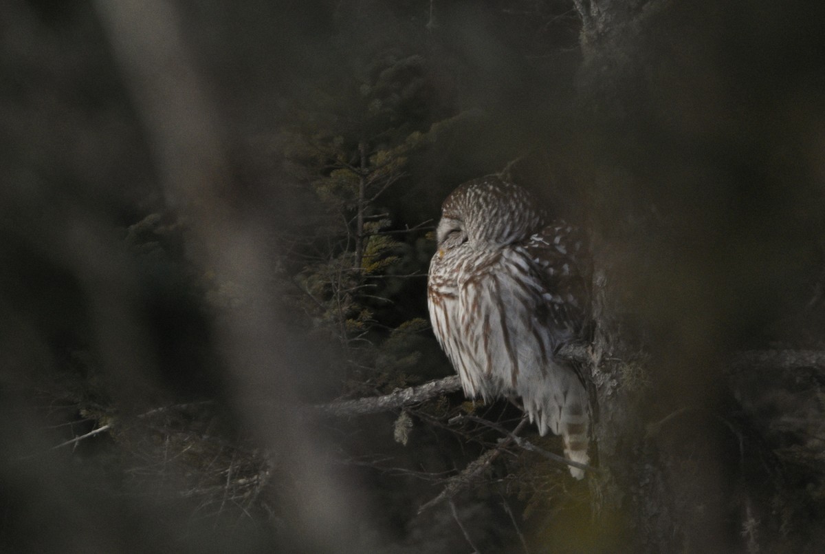 Barred Owl - ML638987677