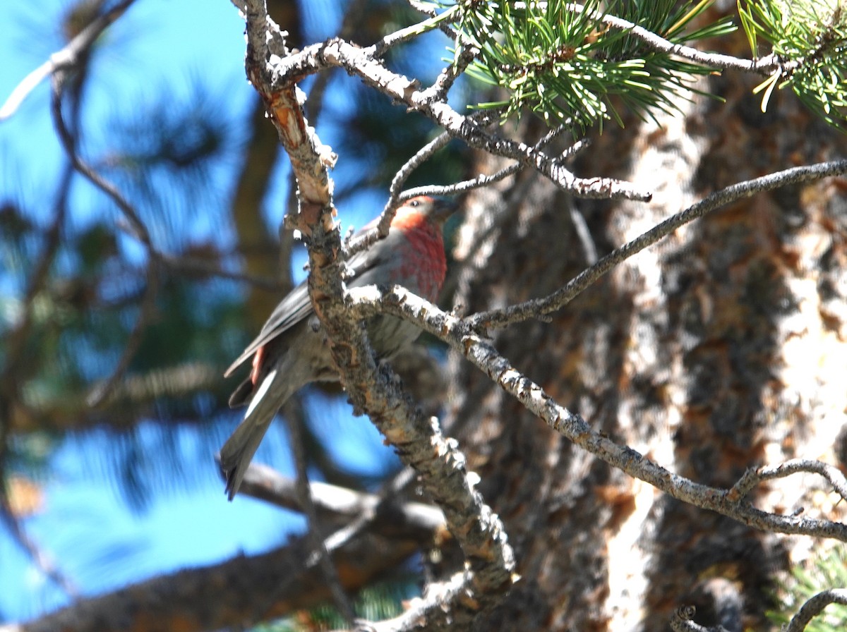 Pine Grosbeak - ML638987736