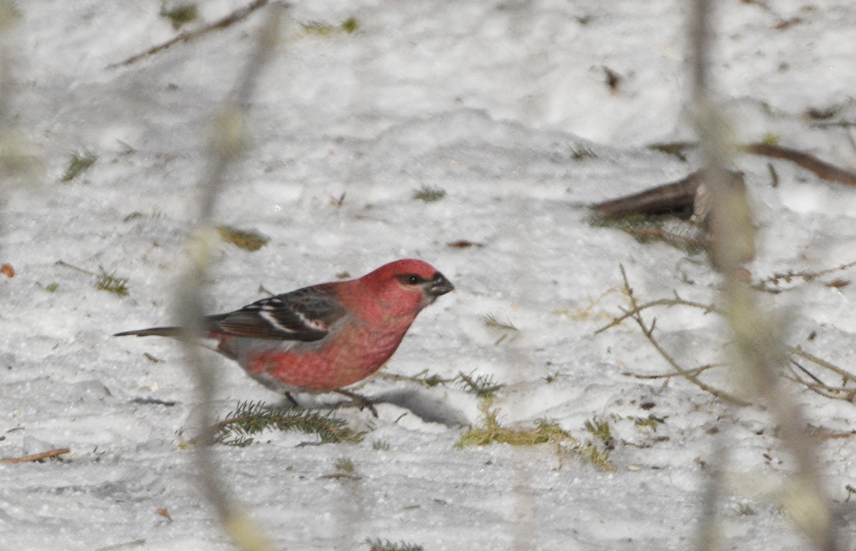 Pine Grosbeak - ML638987743