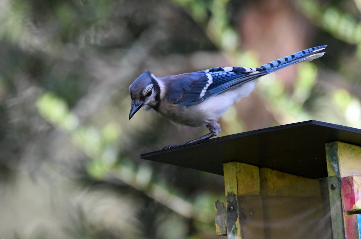 Blue Jay - ML638987748