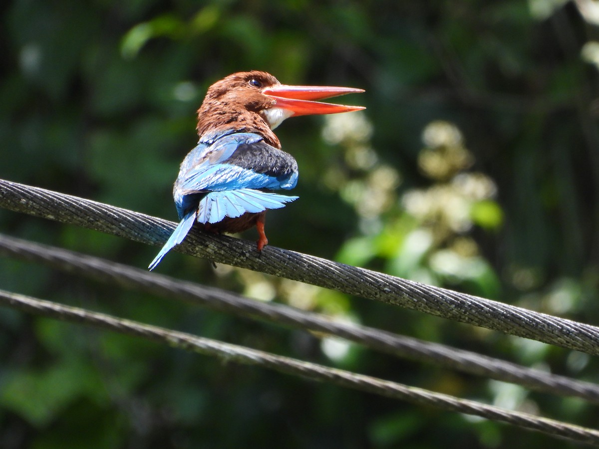 Brown-breasted Kingfisher - ML638987773