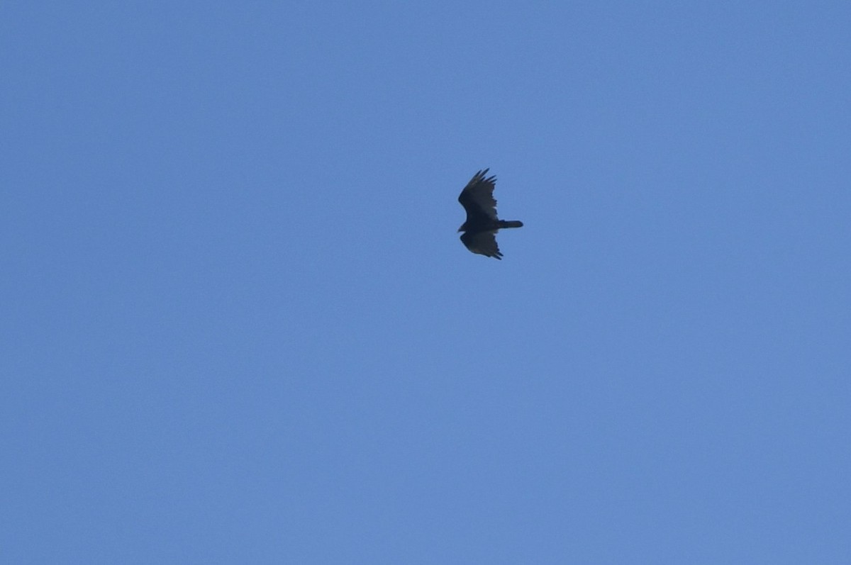 Turkey Vulture - ML638987783
