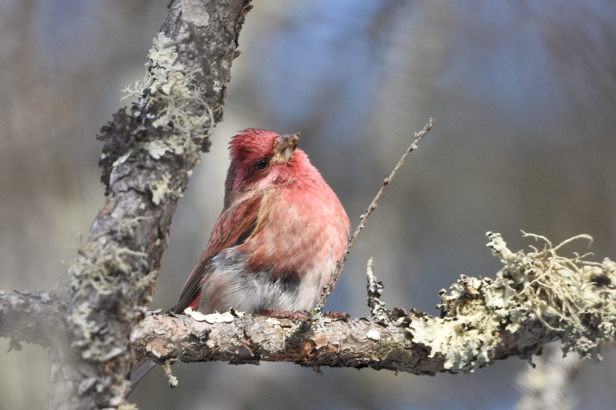 Purple Finch (Eastern) - ML638987821