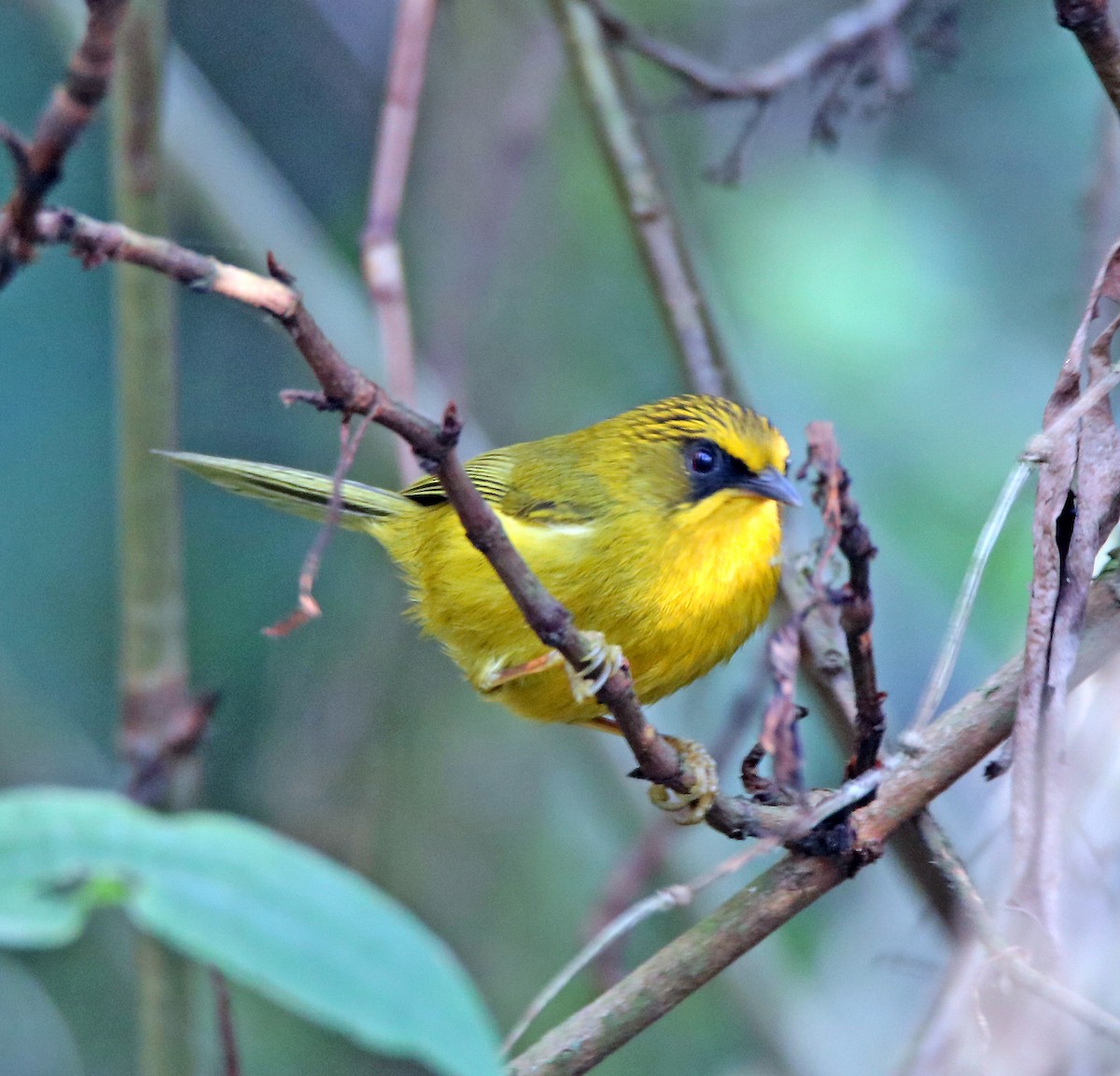 Golden Babbler - ML638987824