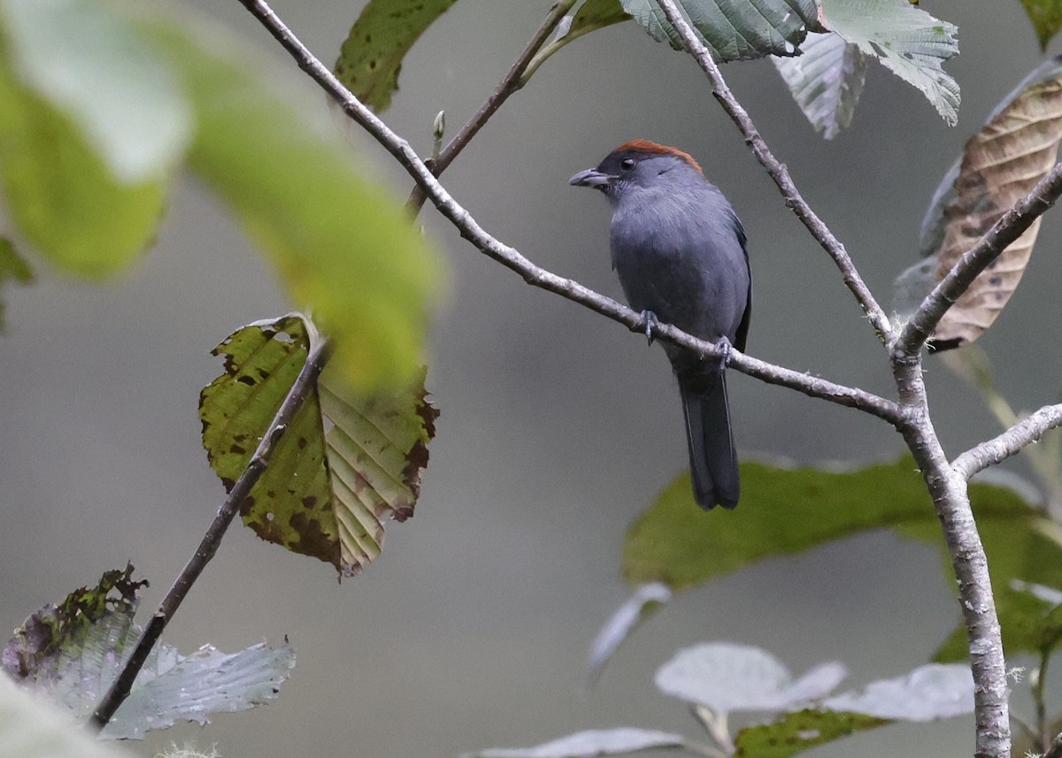 Slaty Tanager - ML638987846