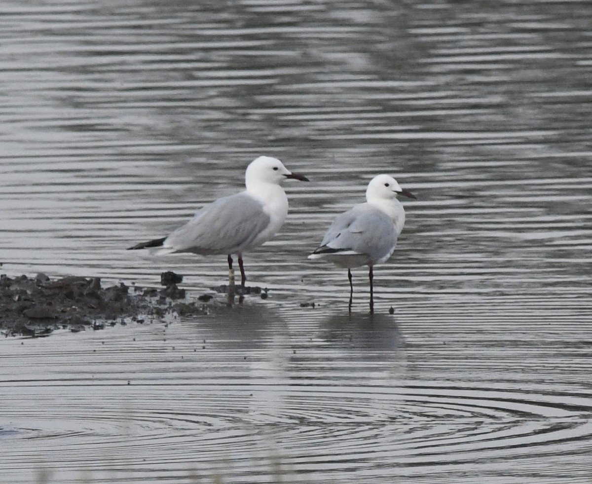 Slender-billed Gull - ML638987861