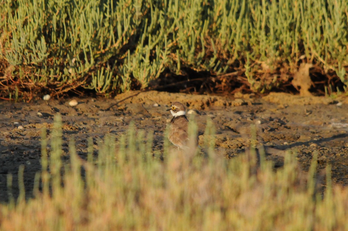 Little Ringed Plover - ML638987866