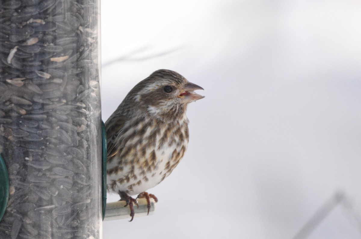 Purple Finch (Eastern) - ML638987887