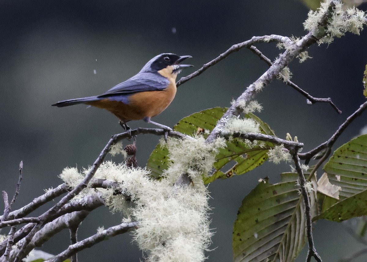 Chestnut-bellied Mountain Tanager - ML638987888