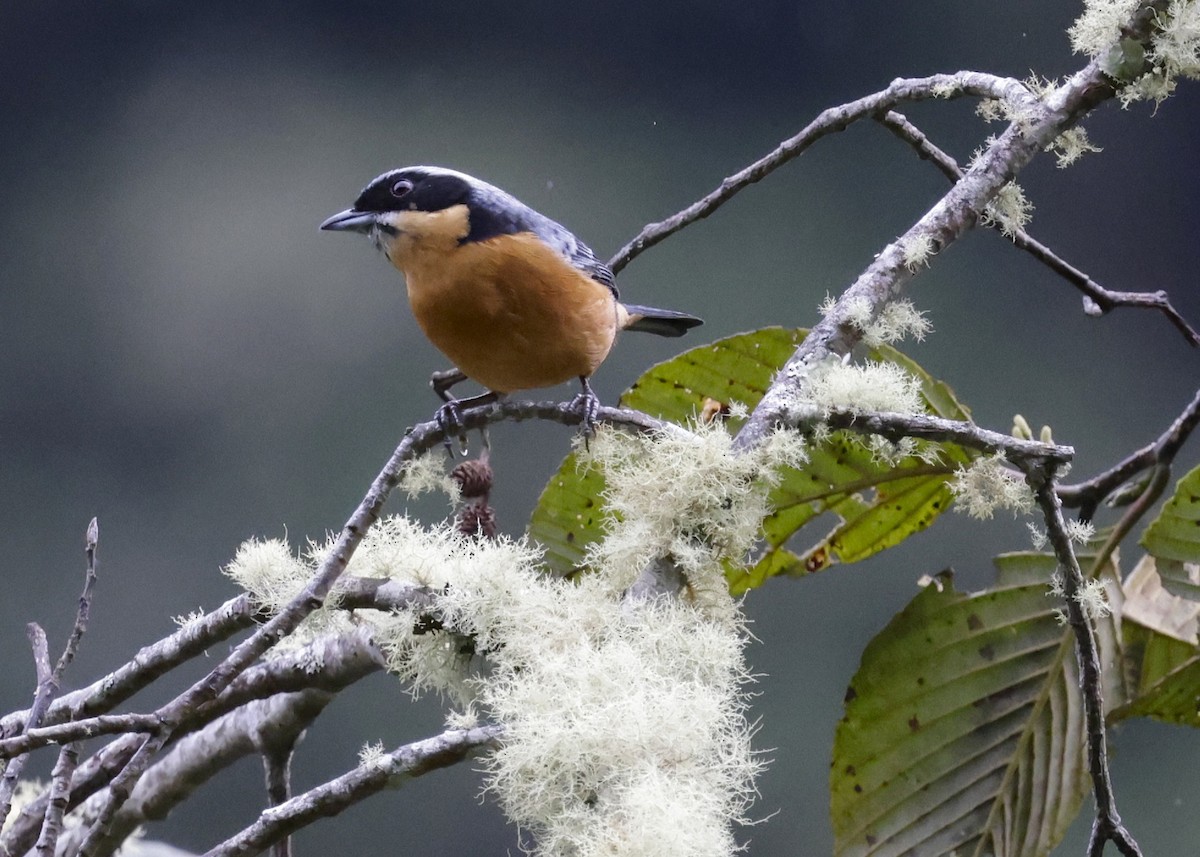 Chestnut-bellied Mountain Tanager - ML638987890