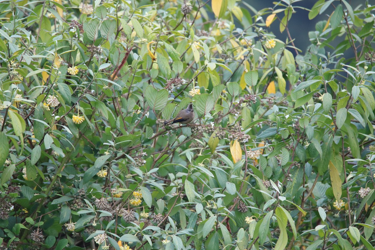 Yuhina Bigotuda - ML638987896