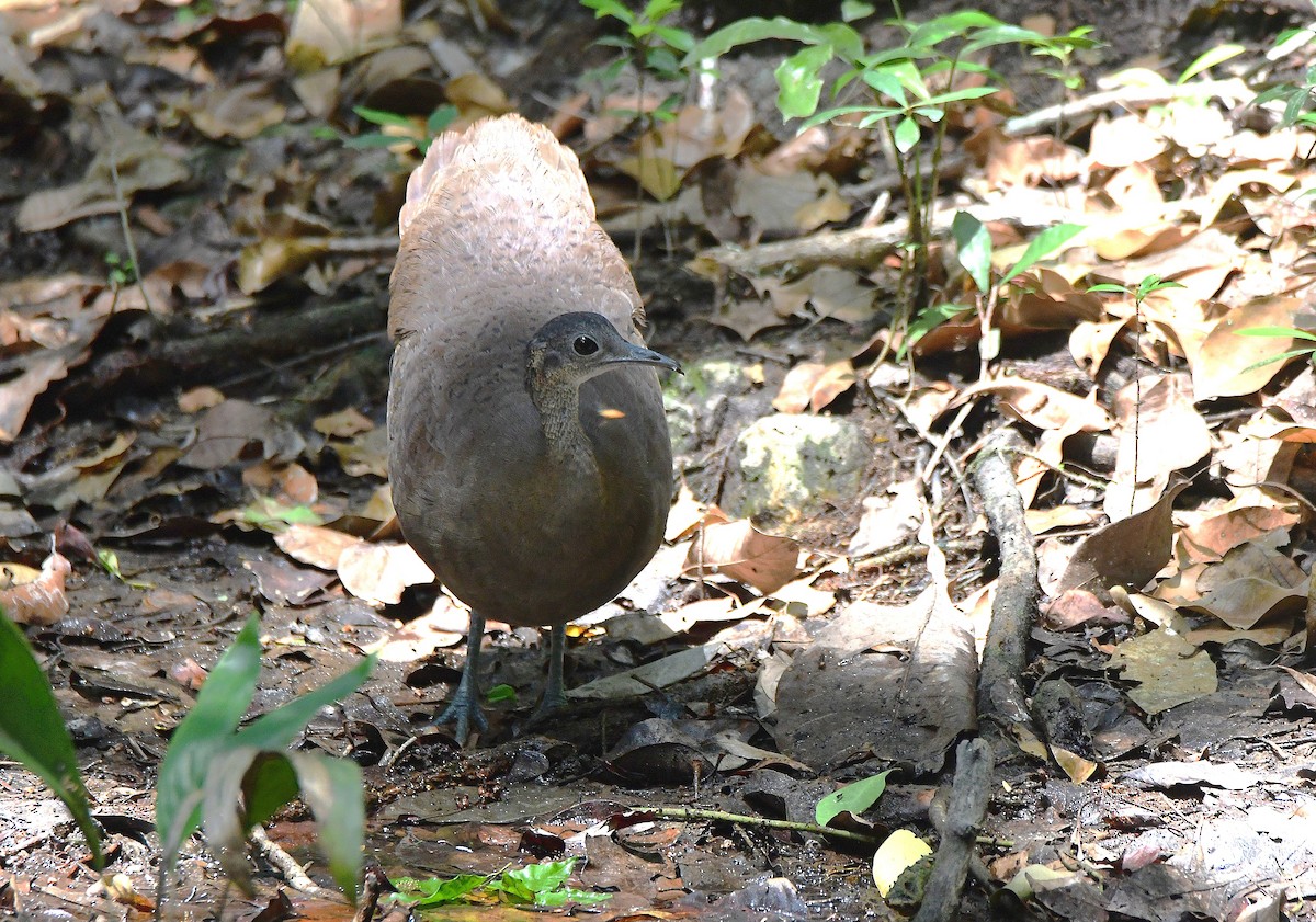 Great Tinamou - ML638987917