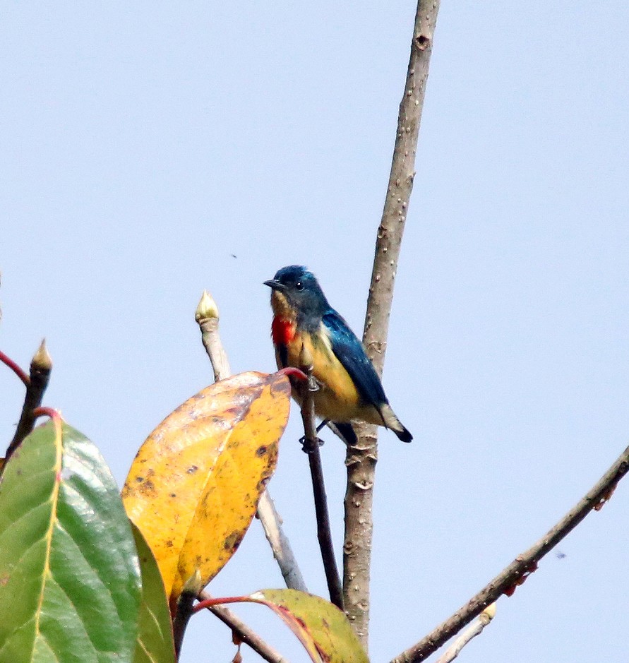 Fire-breasted Flowerpecker - ML638987925