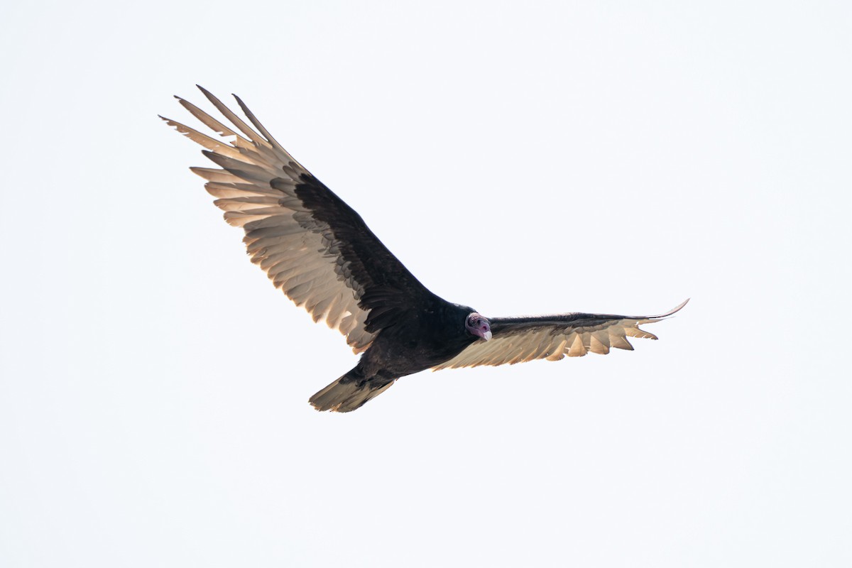 Turkey Vulture - ML638987930