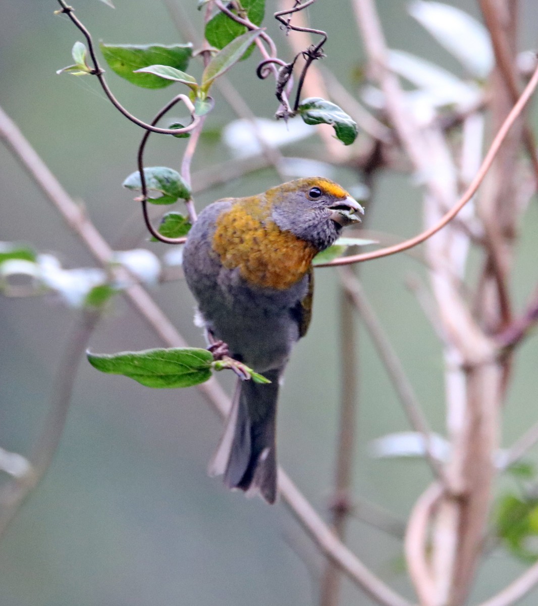 Crimson-browed Finch - ML638987944