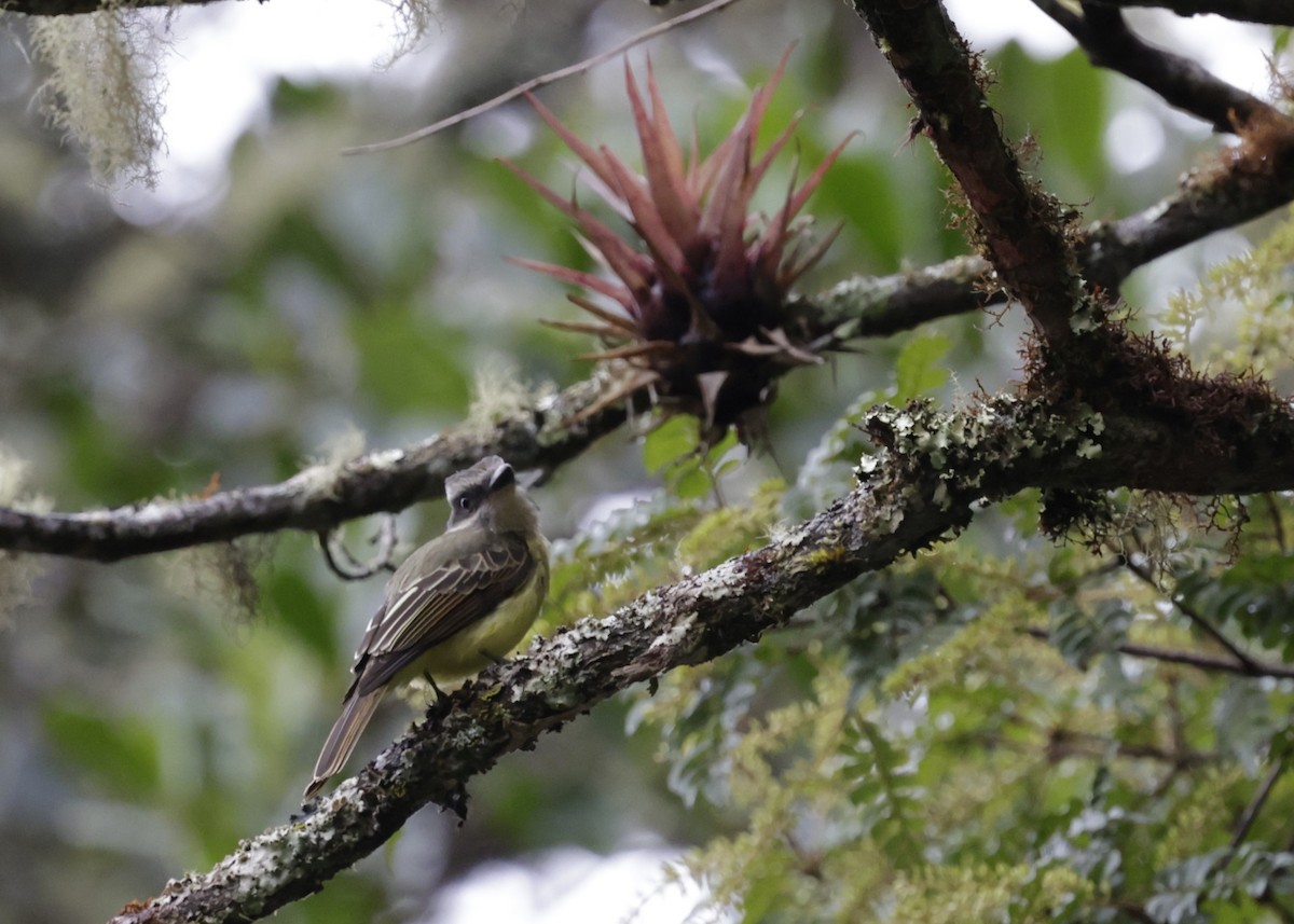 Golden-crowned Flycatcher - ML638987945