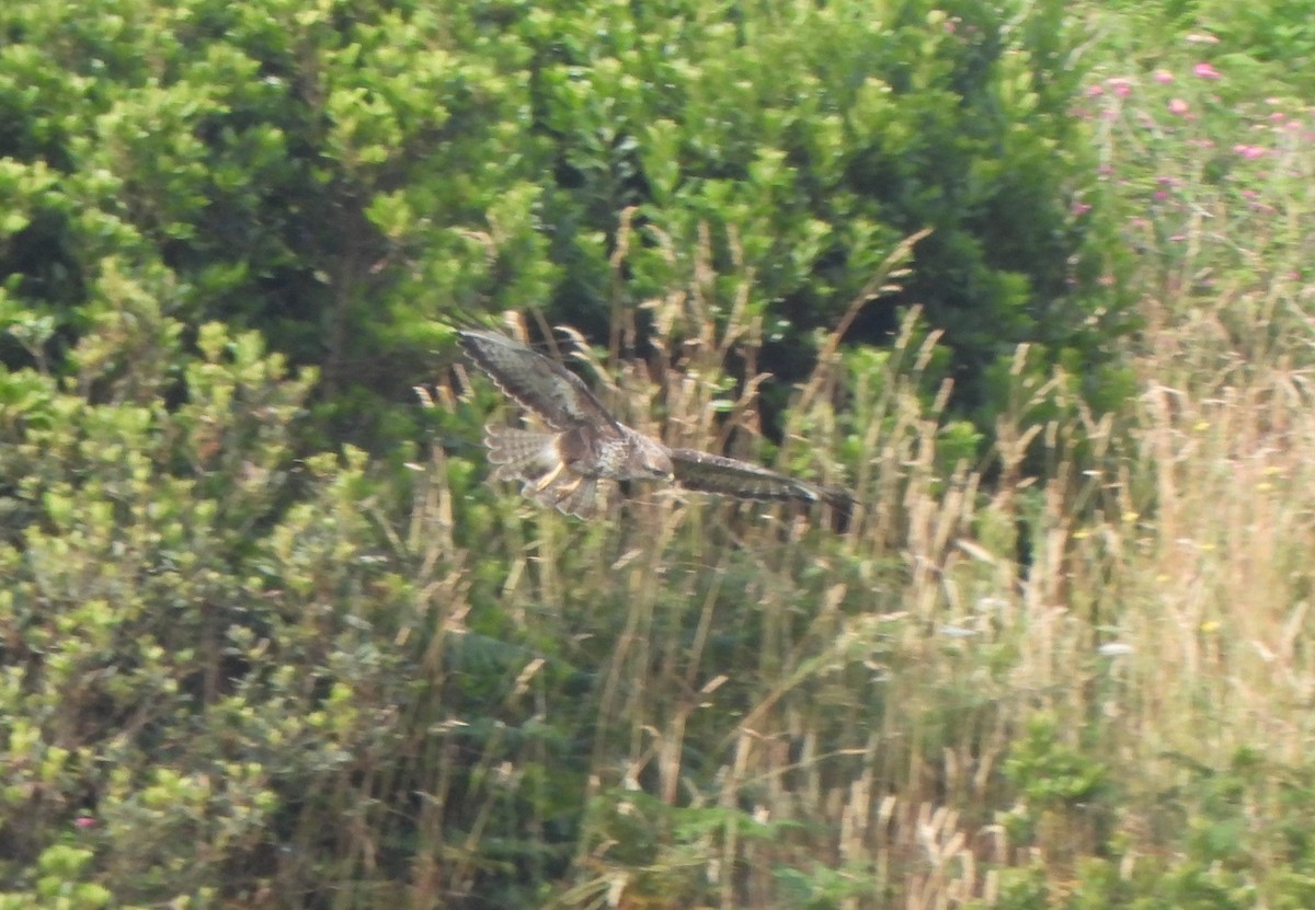 Buse variable (rothschildi) - ML638987984