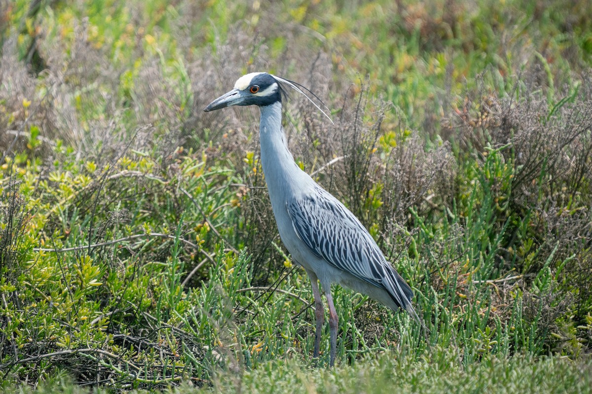 Krabbenreiher - ML638987996
