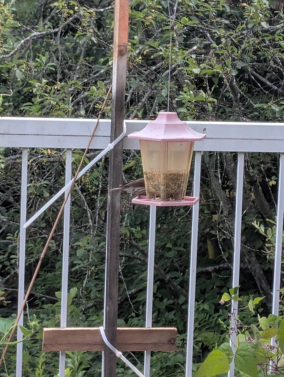 Purple Finch - ML638988008