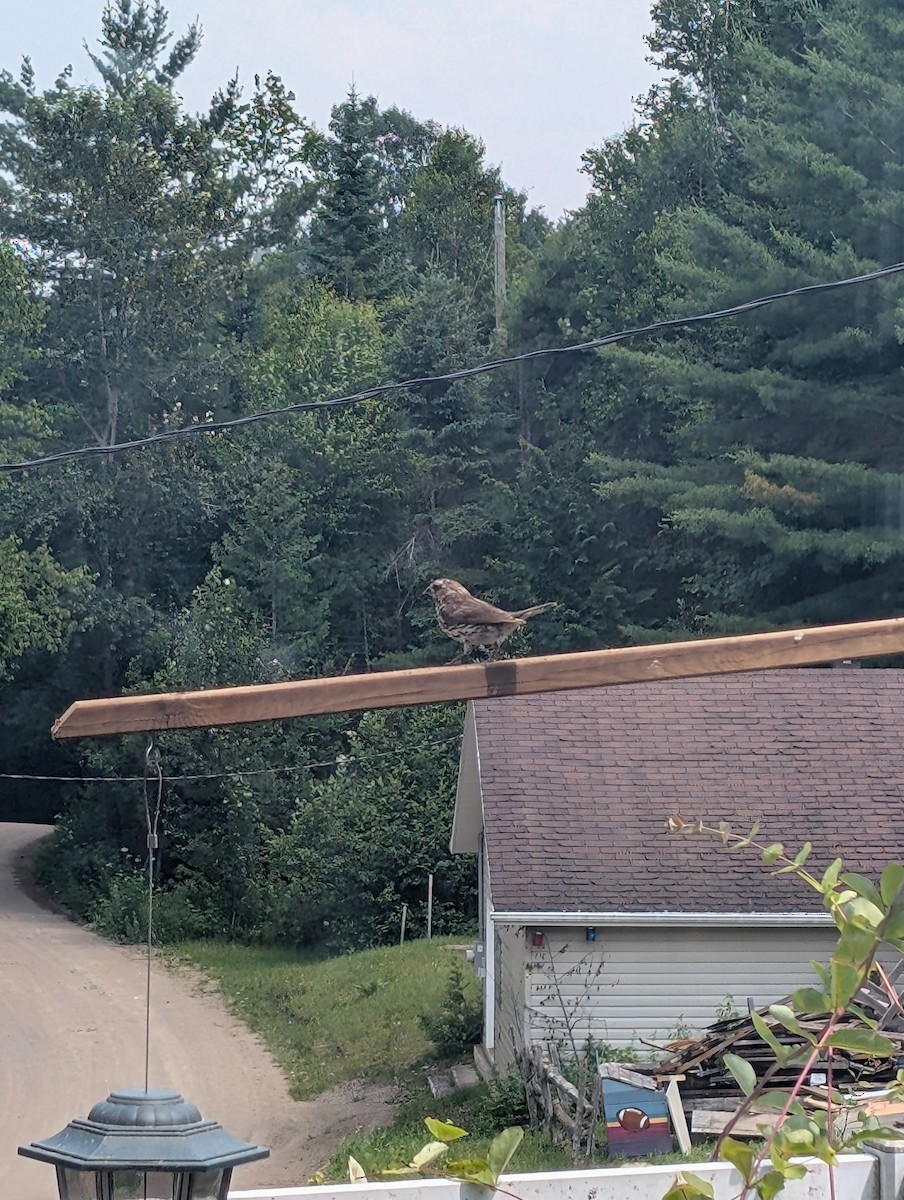 Purple Finch - ML638988010