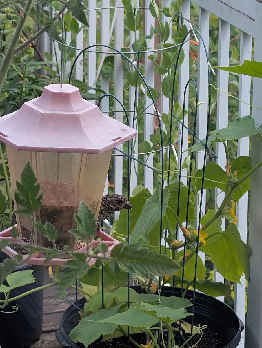 Purple Finch - ML638988011