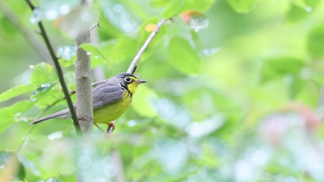 Canada Warbler - ML638988017