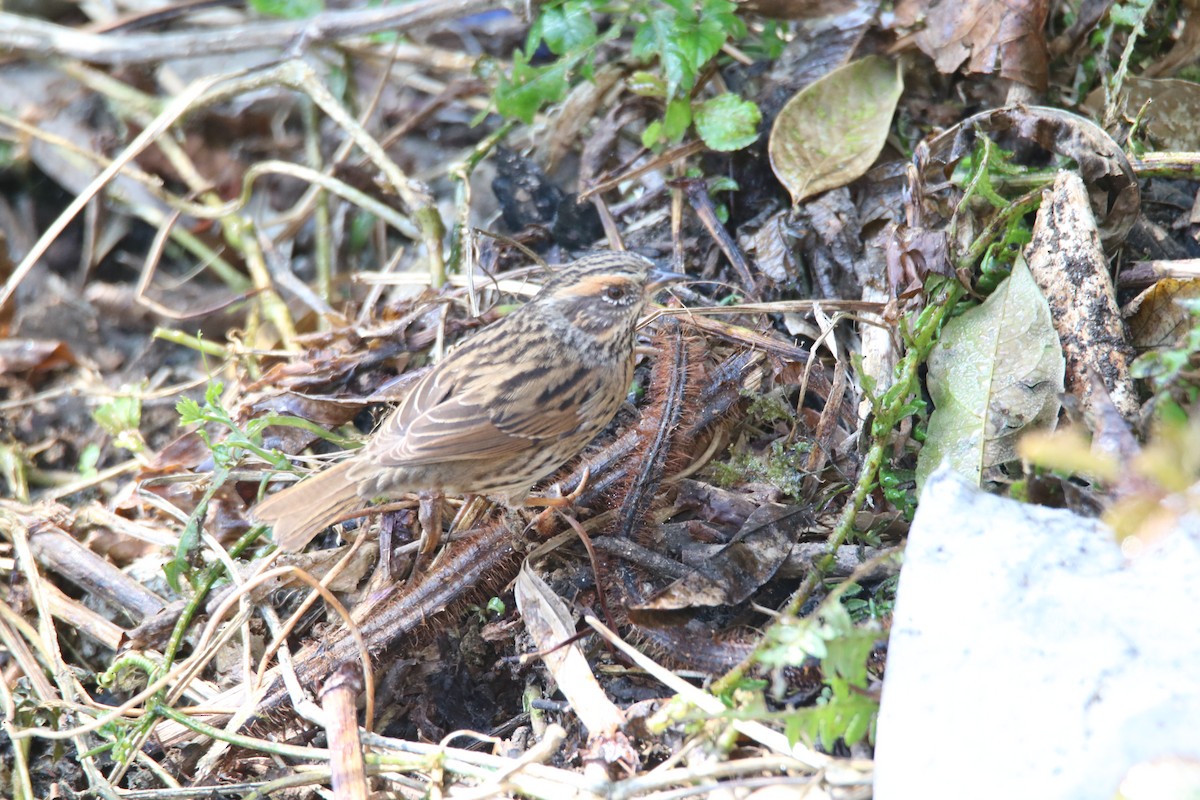 Rufous-breasted Accentor - ML638988020