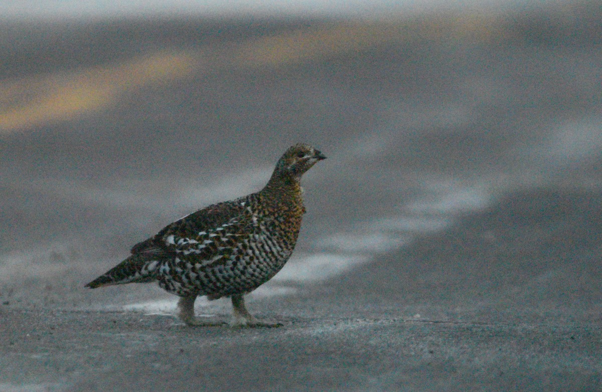 Spruce Grouse (Spruce) - ML638988039