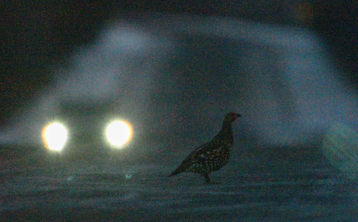 Spruce Grouse (Spruce) - ML638988040