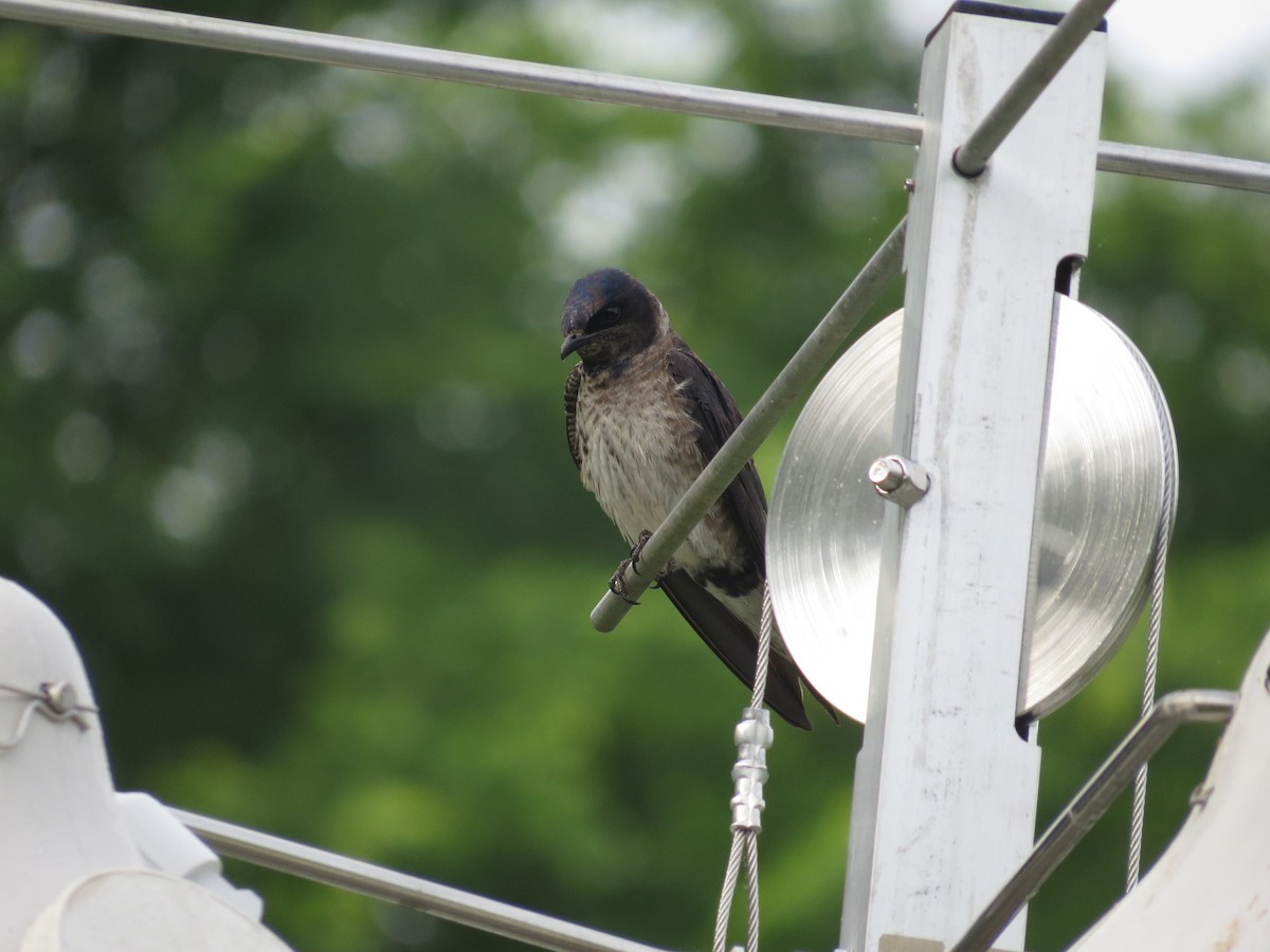 Purple Martin - ML638988042
