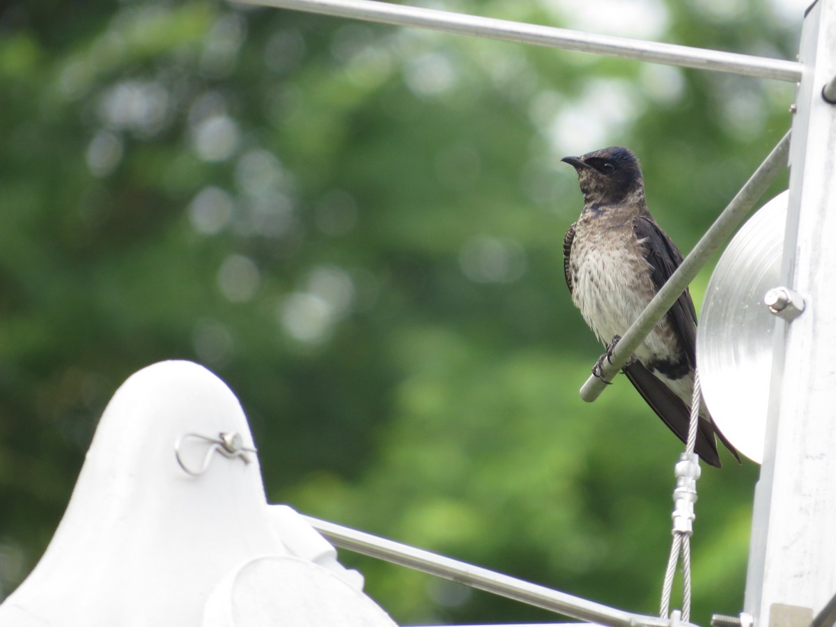 Purple Martin - ML638988043