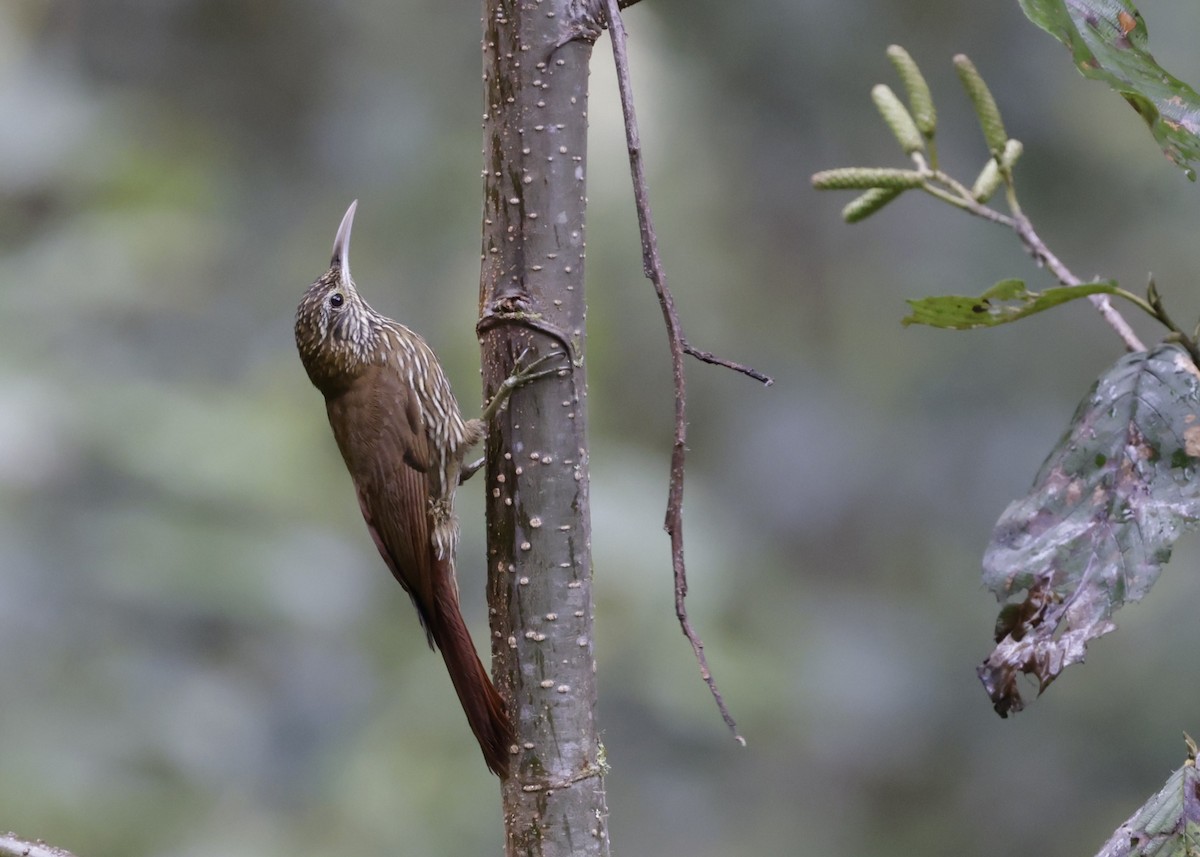 Montane Woodcreeper - ML638988051