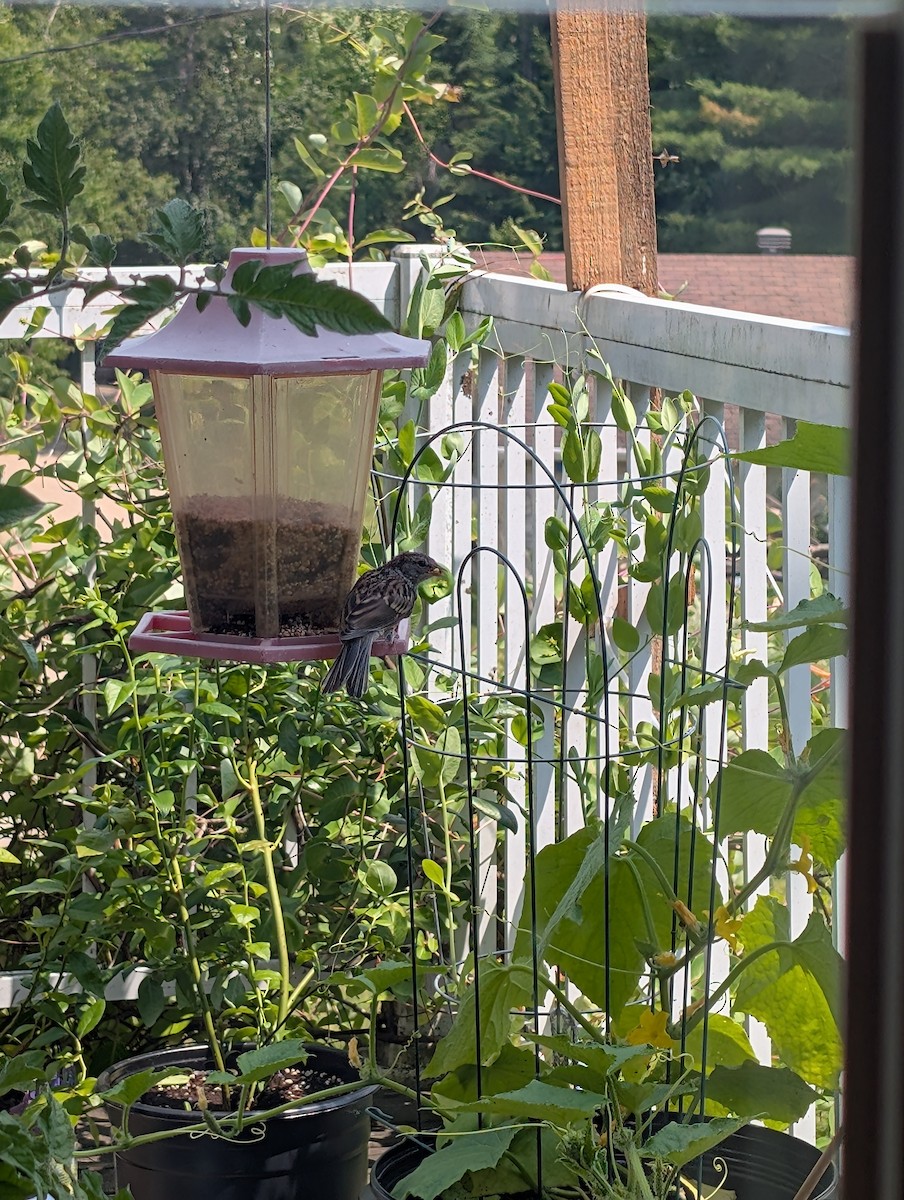 strnadec zpěvný - ML638988063