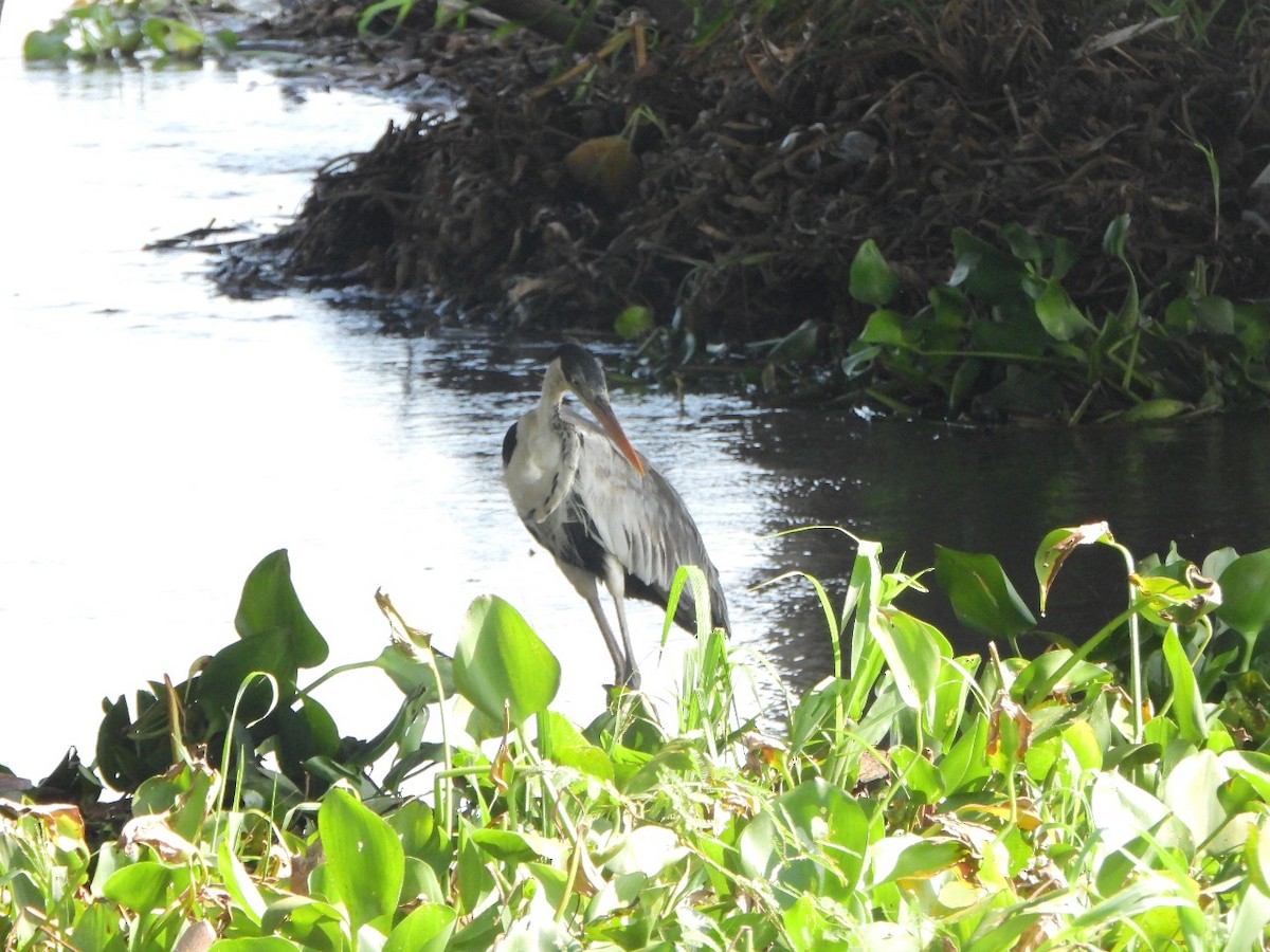 Cocoi Heron - ML638988087