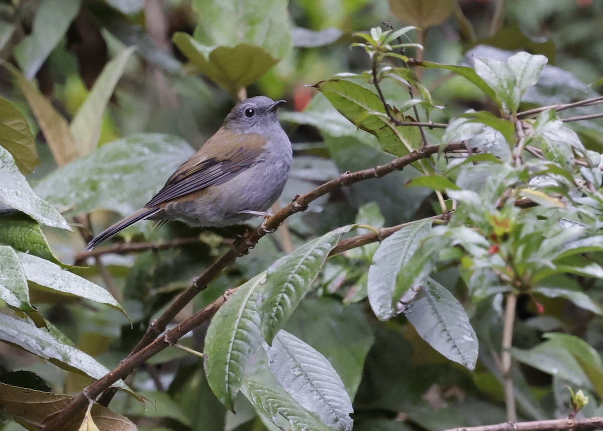 Andean Solitaire - ML638988101