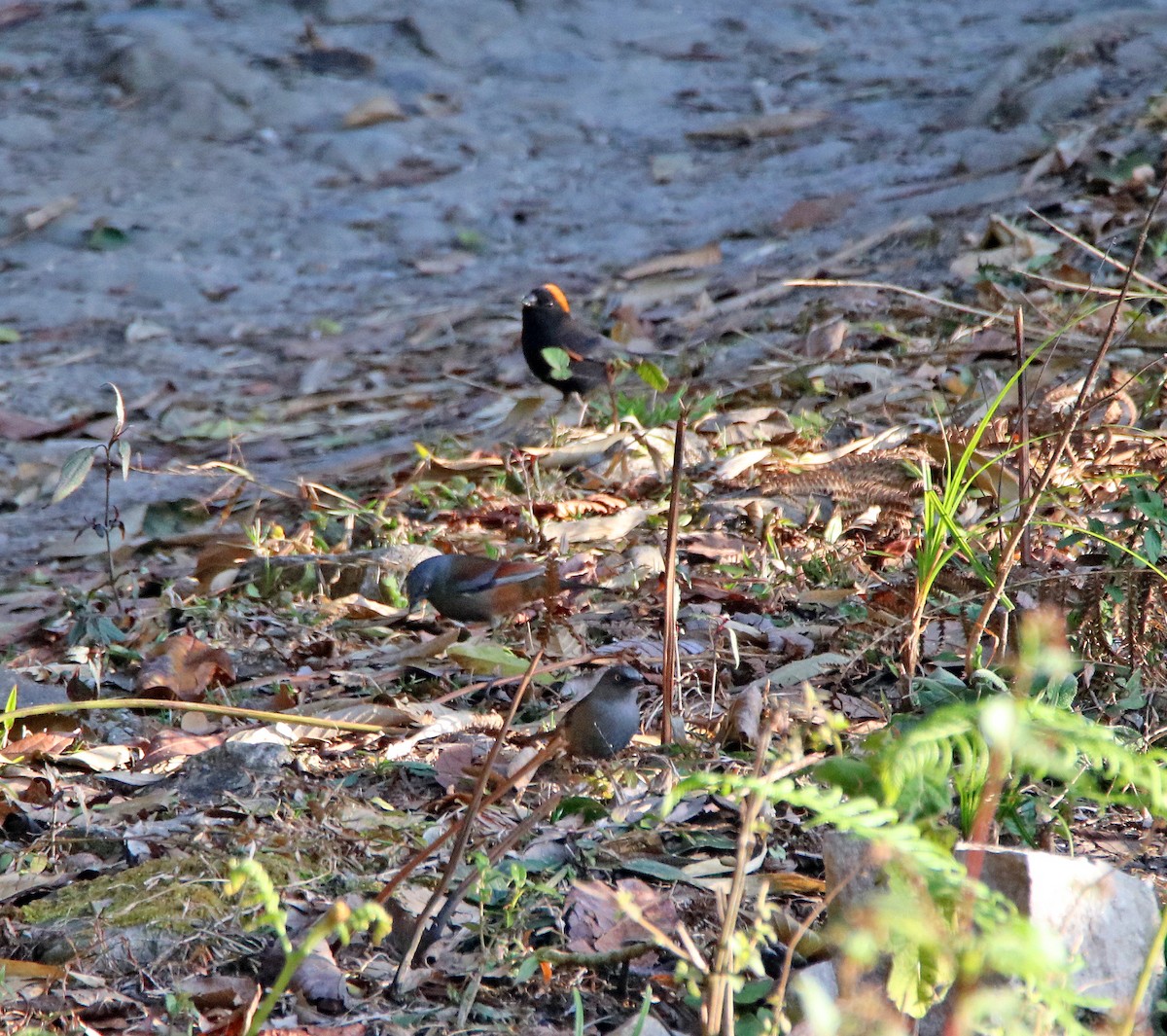 Gold-naped Finch - ML638988106