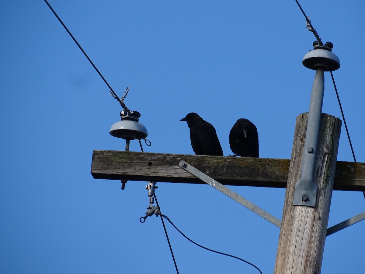 American Crow - ML638988107