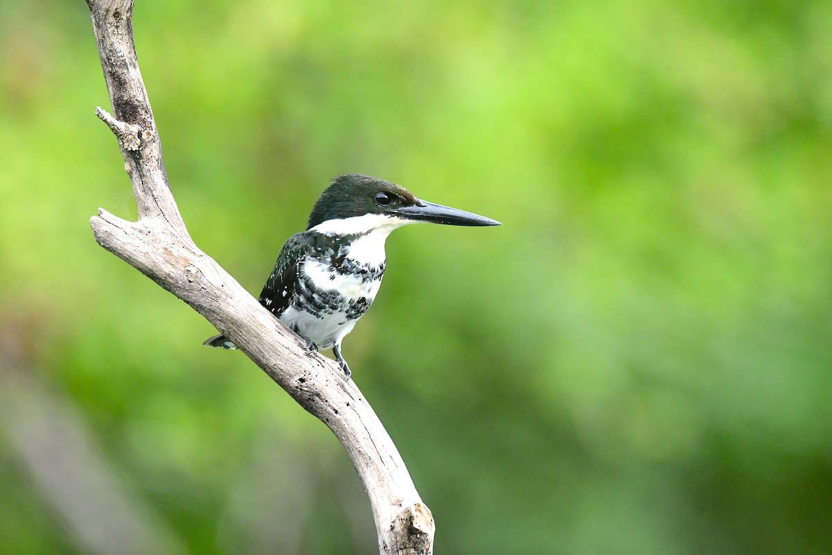 Green Kingfisher - ML638988133