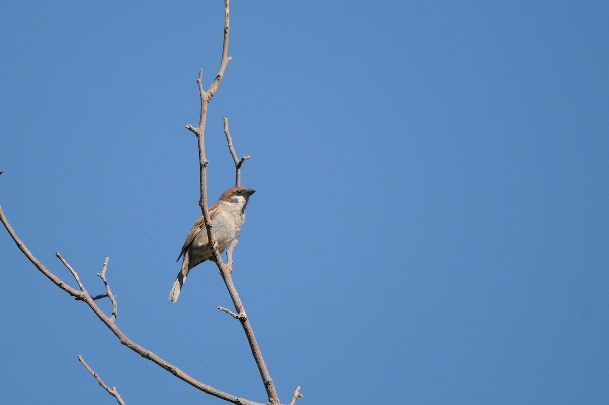 Passera mattugia - ML638988139