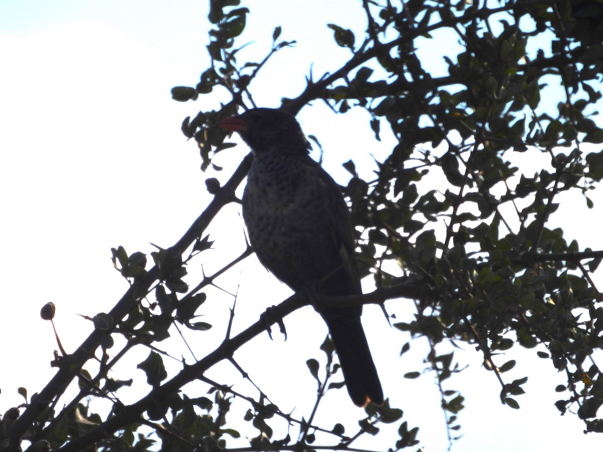Red-billed Buffalo-Weaver - ML638988143