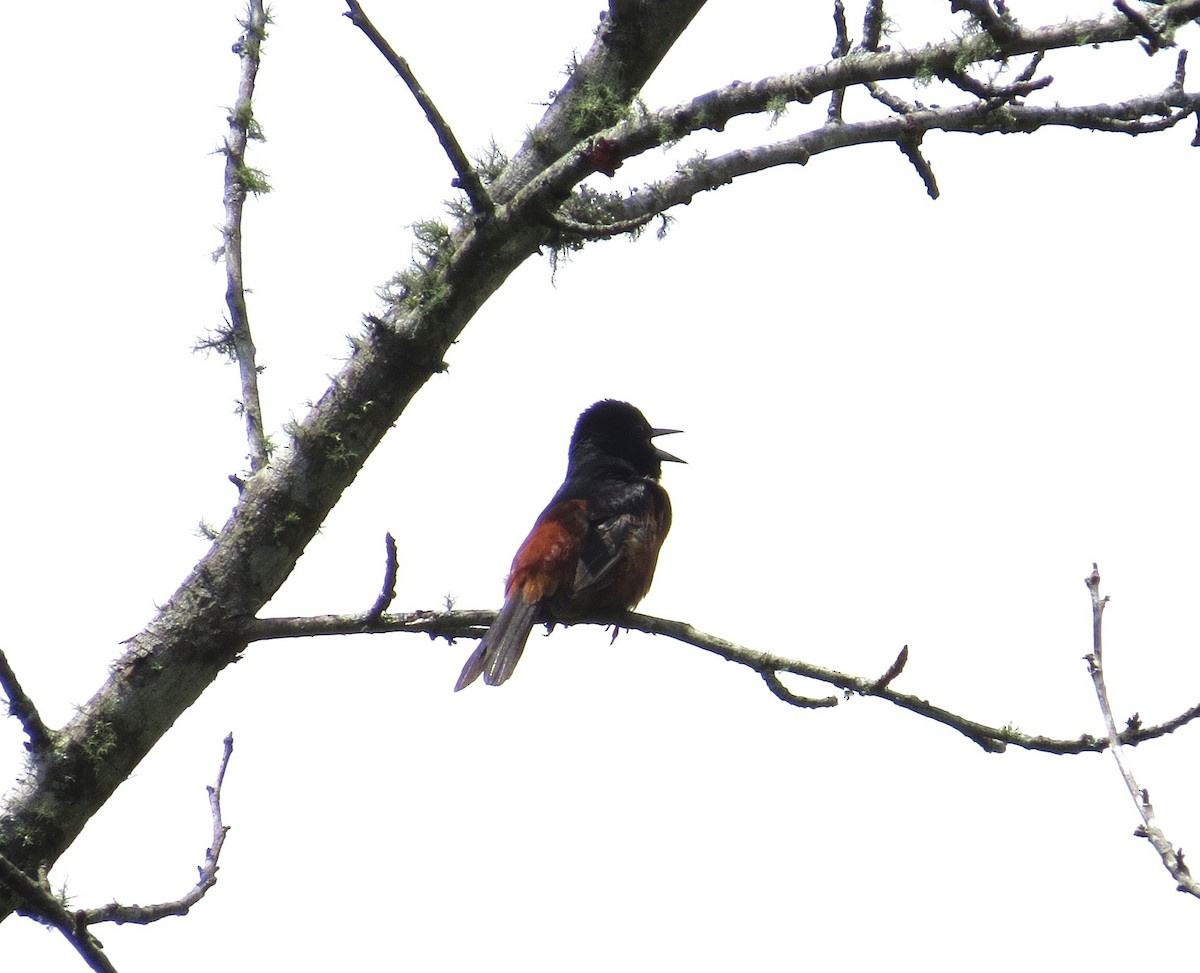 Orchard Oriole - ML638988145