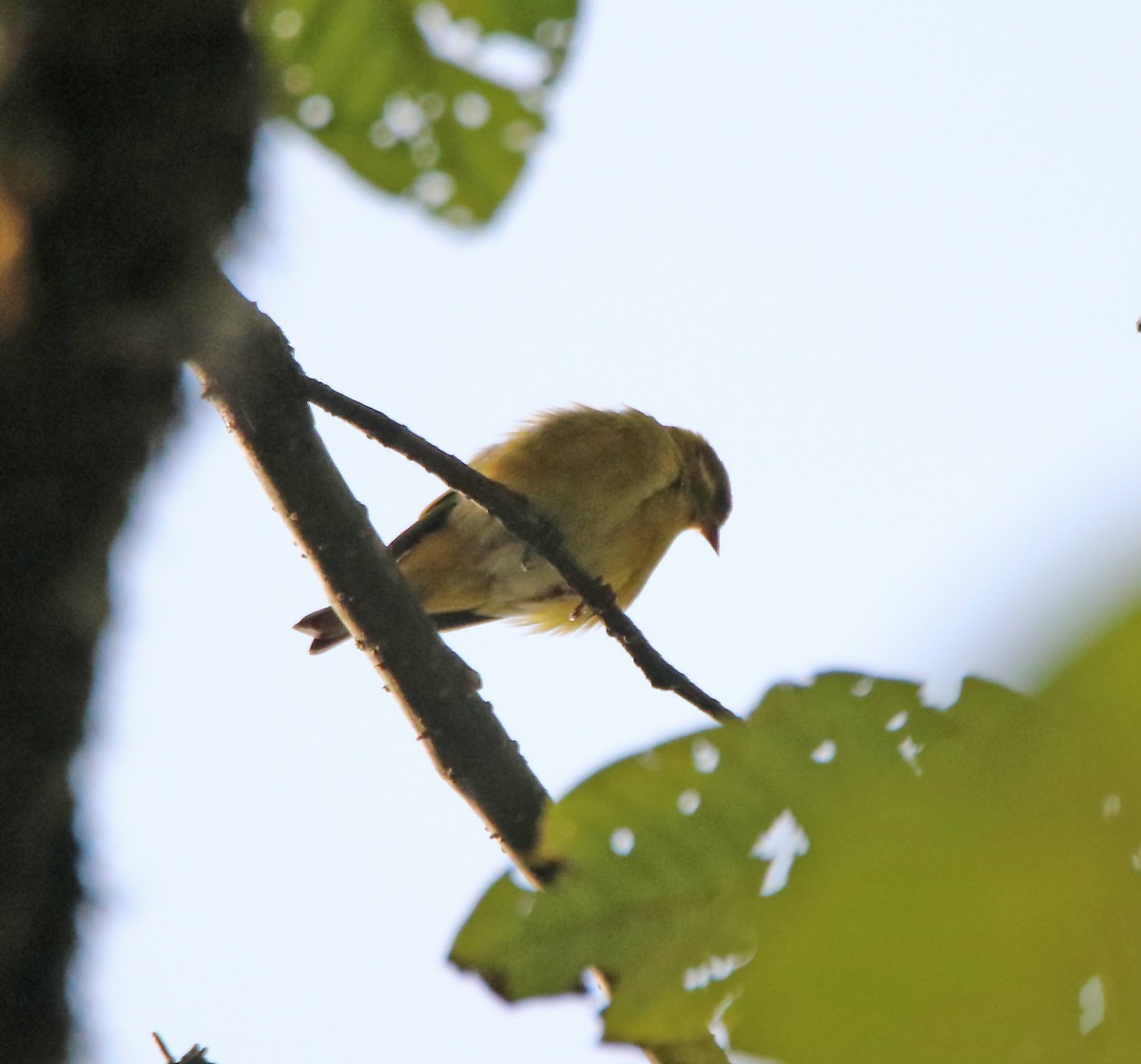 Tibetan Serin - ML638988148