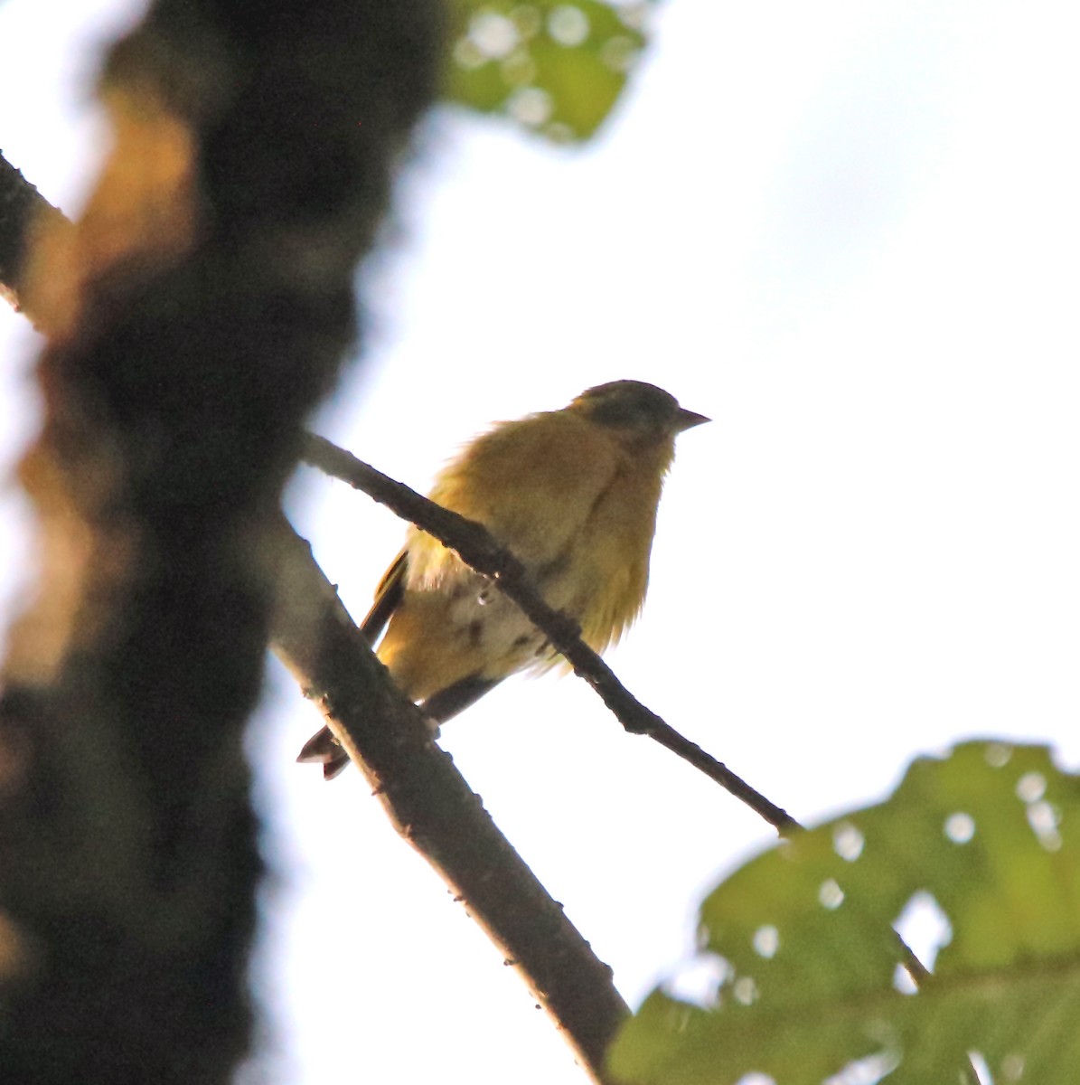 Tibetan Serin - ML638988149