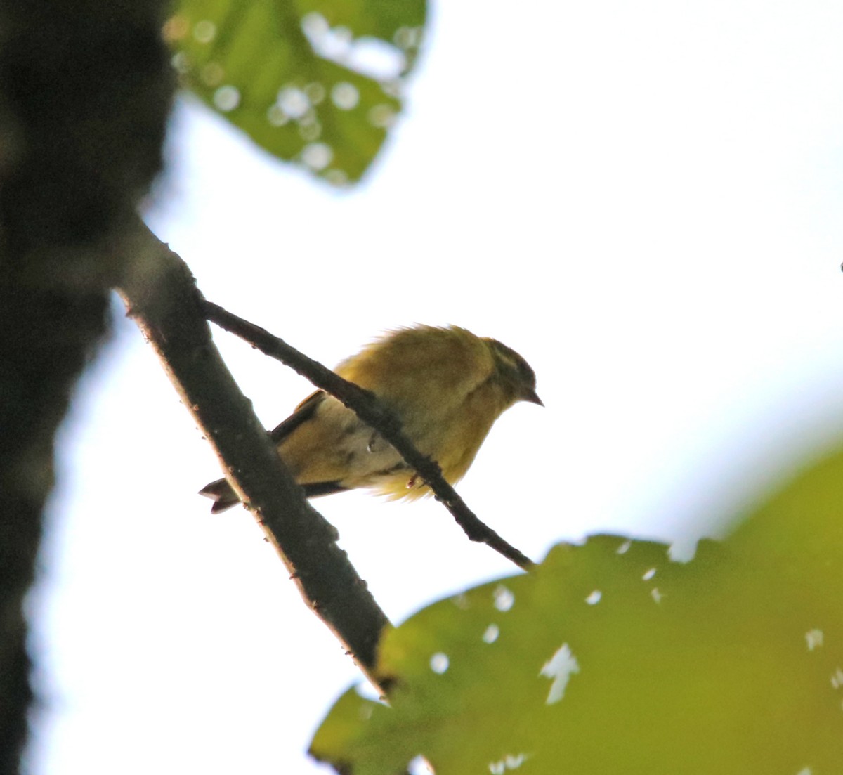 Tibetan Serin - ML638988150